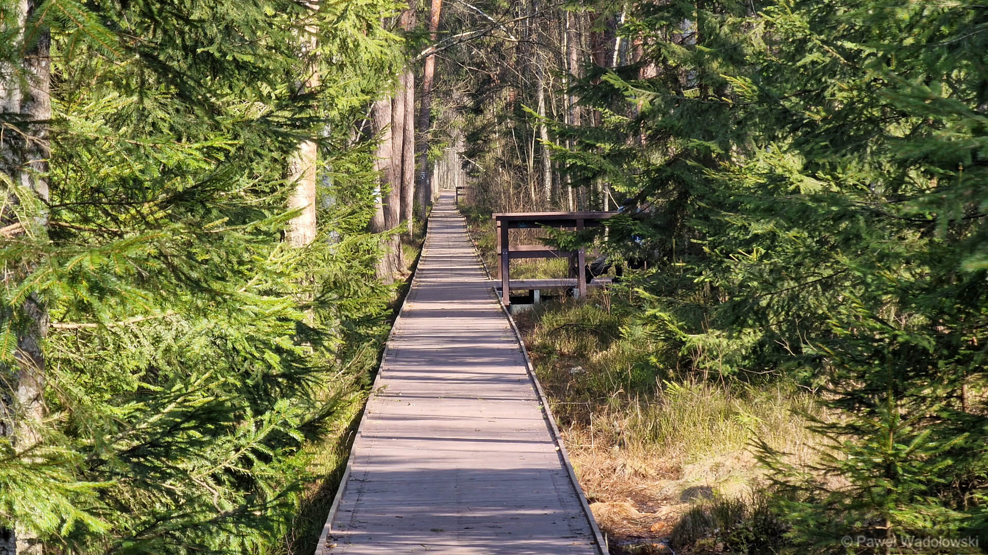 Biebrzański Park Narodowy, fot. Paweł Wądołowski